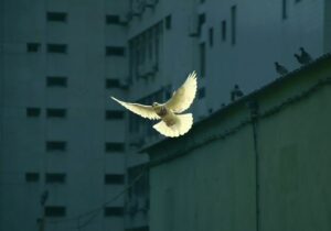 Eine weiße Taube fliegt vor Hochhäusern, im Hintergrund sitzen weitere Tauben auf einem Dachrand.