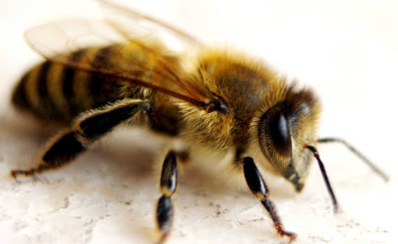 Honigbiene in Nahaufnahme